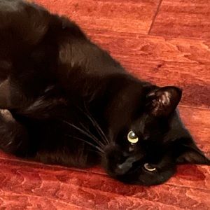 Meet your Posher, Samantha